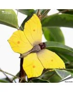 DecoButterfly - Koelkast Magneet - Citroenvlinder