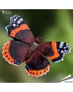 DecoButterfly Atalanta, losstaand productbeeld
