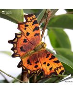 DecoButterfly Gehakkelde aurelia, houtgesneden koelkastmagneet