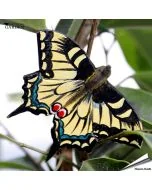 DecoButterfly Koninginnenpage, houtgesneden koelkastmagneet