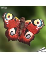 Houtgesneden Vlinder - DecoButterfly - Koelkast Magneet - Dagpauwoog | Vogelhuisje.com