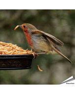 Gedroogde meelwormen voor dieren van Aniculis ✔️ Zorgvuldig gedroogd ✔️ Rijk aan eiwitten ✔️ 100% natuurproduct ✔️ 1.2 kg verpakking ✔️ Bestel online op Vogelhuisje.com