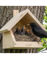 Nestkast voor merels ✔️ Onbehandeld massief hout ✔️ Geschikt voor halfholenbroeders ✔️ Weerbestendig ➤ Koop nu bij Vogelhuisje.com