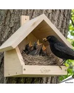 Nestkast voor merels ✔️ Onbehandeld massief hout ✔️ Geschikt voor halfholenbroeders ✔️ Weerbestendig ➤ Koop nu bij Vogelhuisje.com