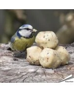 Premium Mini-Vetbollen met Insecten voor tuinvogels zijn beschikbaar op www.vogelhuisje.com