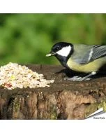 Premium onkruidvrij vogelvoer van Aniculis ✔️ Alle ingrediënten zonder schil en kiemvrij ✔️ Volledig tarwevrij ✔️ Energie-rijke samenstelling - ideaal voor tuinvogels ➤ Bestel op Vogelhuisje.com