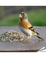 Speciaal voer voor goudvinken en andere vinkensoorten ✔️ Natuurlijke mengeling van zaden en bessen ✔️ Het hele jaar door te voeren ➤ Bestel nu op www.vogelhuisje.com