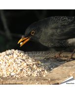 Aniculis Tuinvogelvoer - Een Premium mix van verschillenden zaden, granen met als extra anijszaadjes ✔️ Voor het hele jaar door voeren ➤ Bestel nu op Vogelhuisje.com