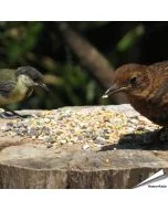 Aniculis Tarwevrij wildvogelvoer van premium kwaliteit ✔️ Evenwichtige voedermengeling voor wilde vogels ✔️ Het hele jaar door – Voor tuinvogels ➤ Online kopen bij Vogelhuisje.com