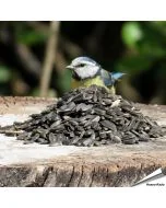 Zwarte zonnebloempitten voor tuinvogels - www.vogelhuisje.com