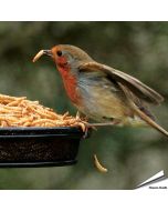 Gedroogde meelwormen voor dieren van Aniculis ✔️ Zorgvuldig gedroogd ✔️ Rijk aan eiwitten ✔️ 100% natuurproduct ✔️ Enkelvoudig diervoeder ✔️ Bestel online op www.vogelhuisje.com