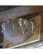 Nestkast voor de boerenzwaluw ✔️ Gemaakt van duurzaam houtbeton ✔️ Aanbevolen door Vogelbescherming NL ✔️ Bestel nu op Vogelhuisje.com