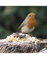 Premium Aniculis wintervoer voor tuinvogels‎‎ ✔️ Hoogwaardige, energierijke ingrediënten ✔️ Voor roodborstjes, merels, mezen en mussen ✔️ Voermix met hele pinda’s ➤ Koop nu op Vogelhuisje.com