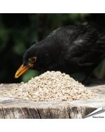 Gehakte zonnebloemkernen (gepelde zonnebloempitten) voor vogels - Vogelhuisje.com