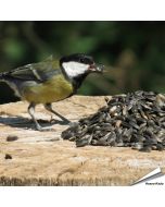 Hoogwaardige zwarte zonnebloempitten ✔️ Zeer geliefd vogelvoer bij tuinvogels ✔️ Rijk aan onverzadigde oliën en eiwitten ➤ Bestel online op Vogelhuisje.com