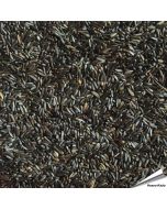 Nigerzaad (Negerzaad, Nyjer) voor vogels ✔️ Voor tuinvogels, exotische vogels, parkieten en kanaries ✔️ Natuurlijke bron van eiwitten en vetten ✔️ Bestel nu direct op Vogelhuisje.com