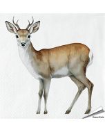 Papieren Servetten Ree | FSC-papier, 3-laags | Vogelhuisje.com