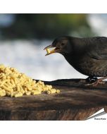 Traktaties met insecten voor wilde vogels - www.vogelhuisje.com