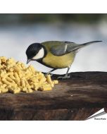 Koolmees snoept van de Traktatie met insecten | Vogelhuisje.com