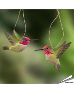 DecoBird - Anna Kolibrie