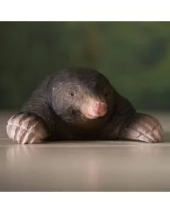 DecoAnimal Mol van Wildlife Garden op een houten ondergrond, met donkerbruine vacht, roze snuit en brede graafpoten met lichtgekleurde klauwen.