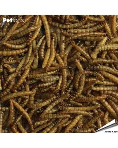 Gedroogde meelwormen (5 kg)