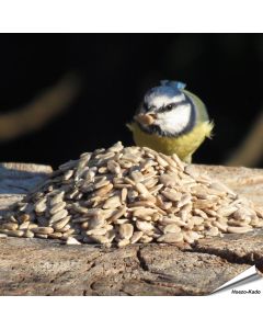 Zonnebloemkernen (5 kg)