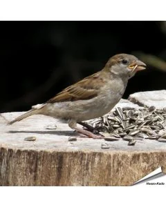 Gestreepte zonnebloempitten voor wilde vogels ✔️ Hoog energiegehalte ✔️ Veelzijdig in gebruik ✔️ Natuurlijk & met zorg verwerkt ➤ Bestel nu online op Vogelhuisje.com