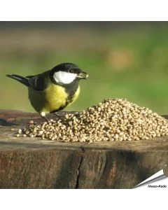 Kempzaad / Hennepzaad voor vogels - online kopen op Vogelhuisje.COM