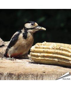 XXL-energierol met gedroogde insecten ✔️ Premium vogelvoer voor tuinvogels ✔️ Ideaal voor jaarrond bijvoeren van wilde vogels ✔️ Bestel nu op Vogelhuisje.com