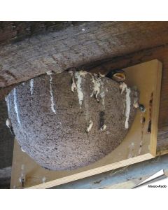 Nestkast voor de boerenzwaluw ✔️ Gemaakt van duurzaam houtbeton ✔️ Aanbevolen door Vogelbescherming NL ✔️ Bestel nu op Vogelhuisje.com