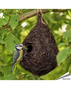 Nestbuidel Holenbroeders