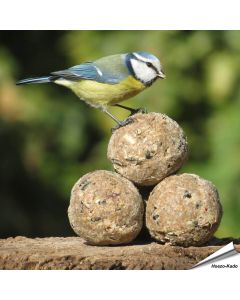 Aniculis Insectenvet-Mezenbollen ✔️ Energie- en eiwitrijke vetbollen zonder net ✔️ Hoog vetgehalte ✔️ Geschikt voor het hele jaar ➤ Bestel online bij Vogelhuisje.com