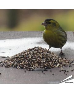 Premium vogelvoer van Aniculis voor tuinvogels ✔️ Veelzijdige zadenmix ✔️ Rijk aan energie en voedingsstoffen ✔️ Fijne structuur ✔️ 100% natuurlijk ➤ Bestel nu op Vogelhuisje.com