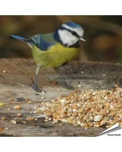 Premium Wilde Vogelzaad-Mix van Aniculis