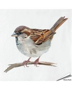 Servetten Huismus | 20 stuks | FSC | Vogelhuisje.com