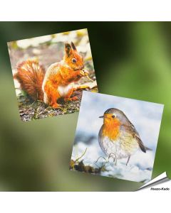 Servetten - Eekhoorn-Roodborst (20 stuks) - Vogelhuisje.com