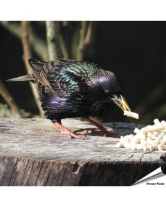 Vetkorrels met meelwormen voor Spreeuwen