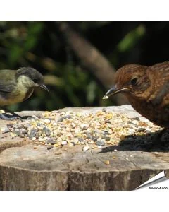 Aniculis Tarwevrij wildvogelvoer van premium kwaliteit ✔️ Evenwichtige voeder­mengeling voor wilde vogels ✔️ Het hele jaar door – Voor tuinvogels ➤ Online kopen bij Vogelhuisje.com