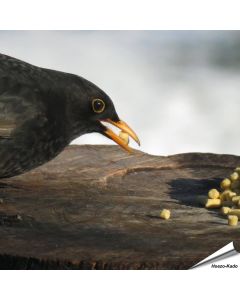 Traktatie met insecten