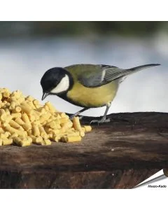 Koolmees snoept van de Traktatie met insecten | Vogelhuisje.com