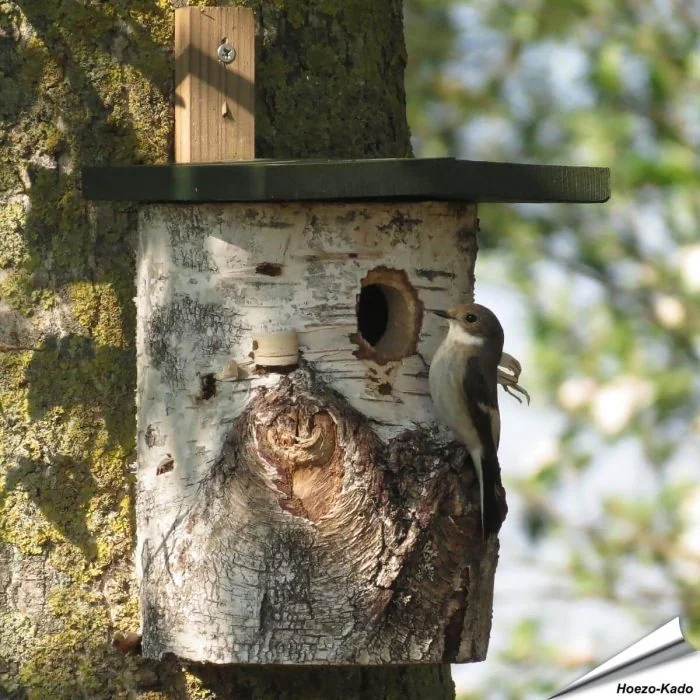 Natuurlijke berken nestkast met 32 mm invliegopening voor mezen en andere holenbroeders. Perfecte nestplek voor tuinvogels in de tuin ➤ Vogelhuisje.com