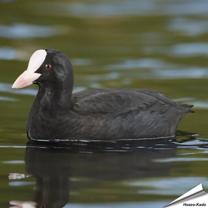 Wildlife Garden DecoBird | Meerkoetje | Online kopen