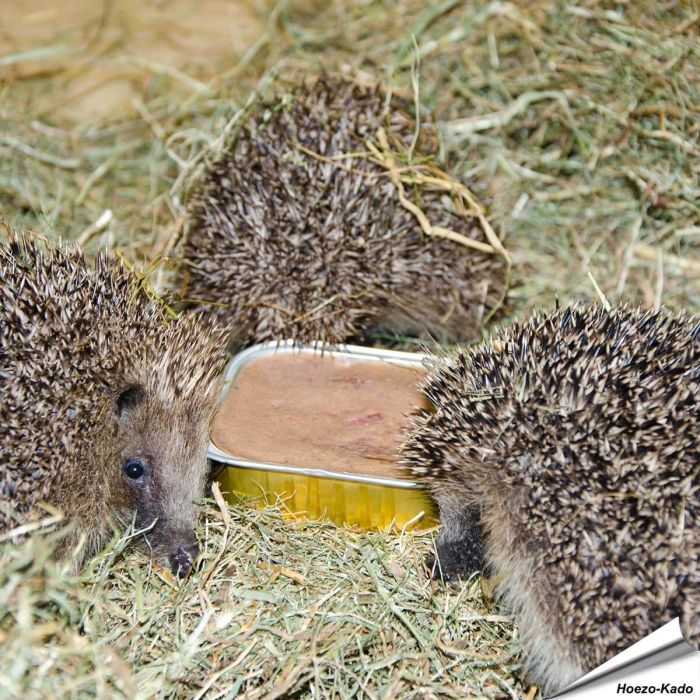 Bio-paté voor egels, verpakking van 100 gram