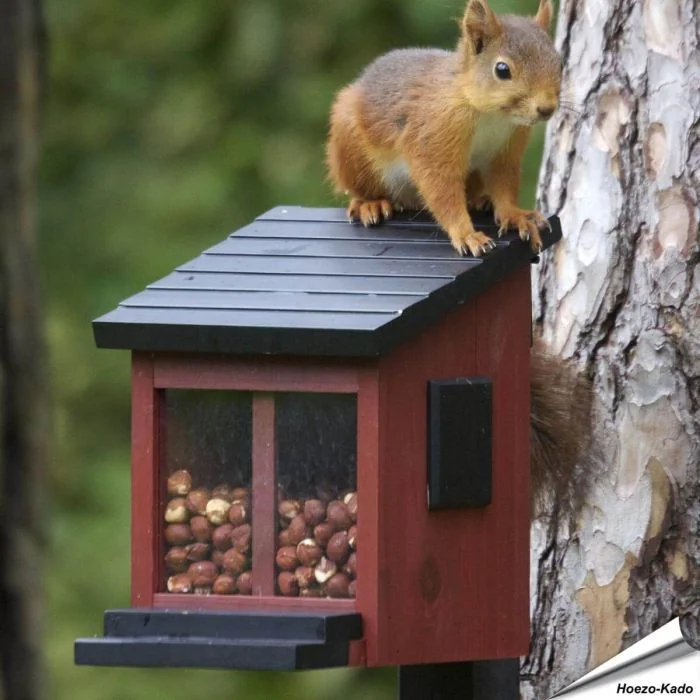 Eekhoorn zit op het Eekhoorn voederhuisje van WildlieGarden