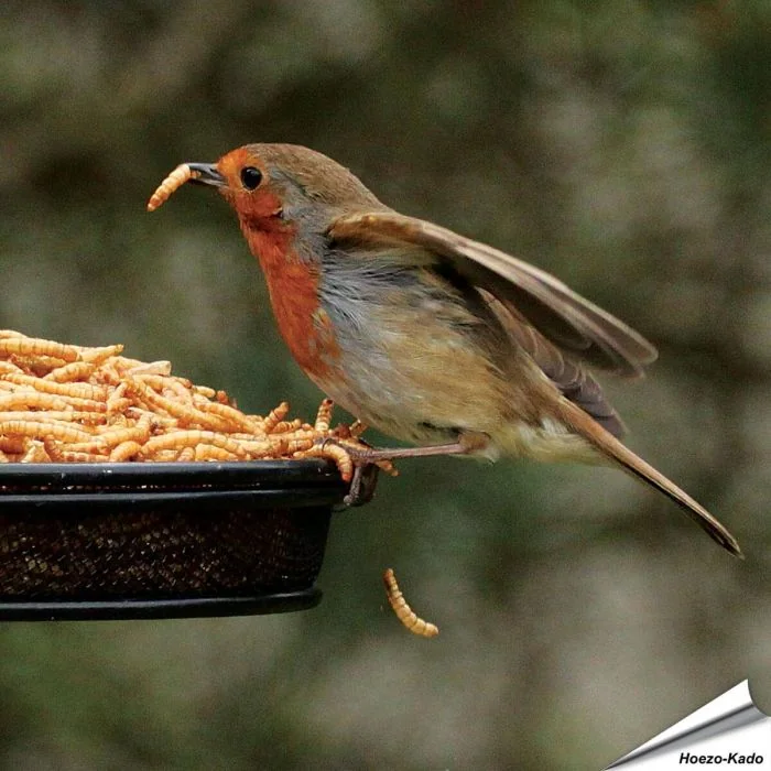 Gedroogde meelwormen voor dieren van Aniculis ✔️ Zorgvuldig gedroogd ✔️ Rijk aan eiwitten ✔️ 100% natuurproduct ✔️ Enkelvoudig diervoeder ✔️ Bestel online op Vogelhuisje.com