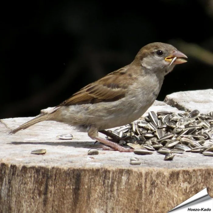 Gestreepte zonnebloempitten voor de vogels in je tuin ✔️ Hoog energiegehalte ✔️ Veelzijdig in gebruik ✔️ Natuurlijk & met zorg verwerkt ➤ Bestel nu online op Vogelhuisje.com