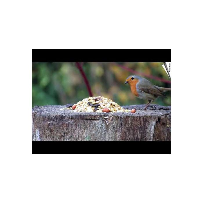 UGF Premium Vetkorrels Met Meelwormen, Lijsterbessen En Rozijnen – 500g Natuurvoer Voor Wilde Vogels