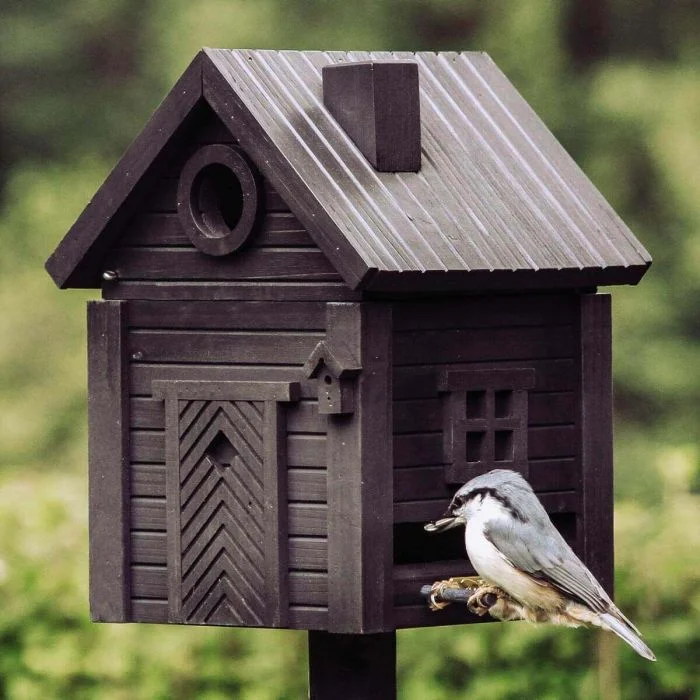 Boomklever met blauwgrijze rug zit op de voederstok van de Multiholk Carbon Black van Wildlife Garden, een zwart houten nestkast en voederhuis met ronde invliegopening.