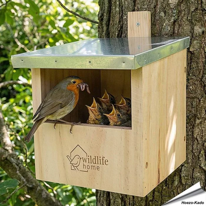 Nestkast voor roodborstjes: help deze vogels een nestje te bouwen! Vogelhuisje.com
